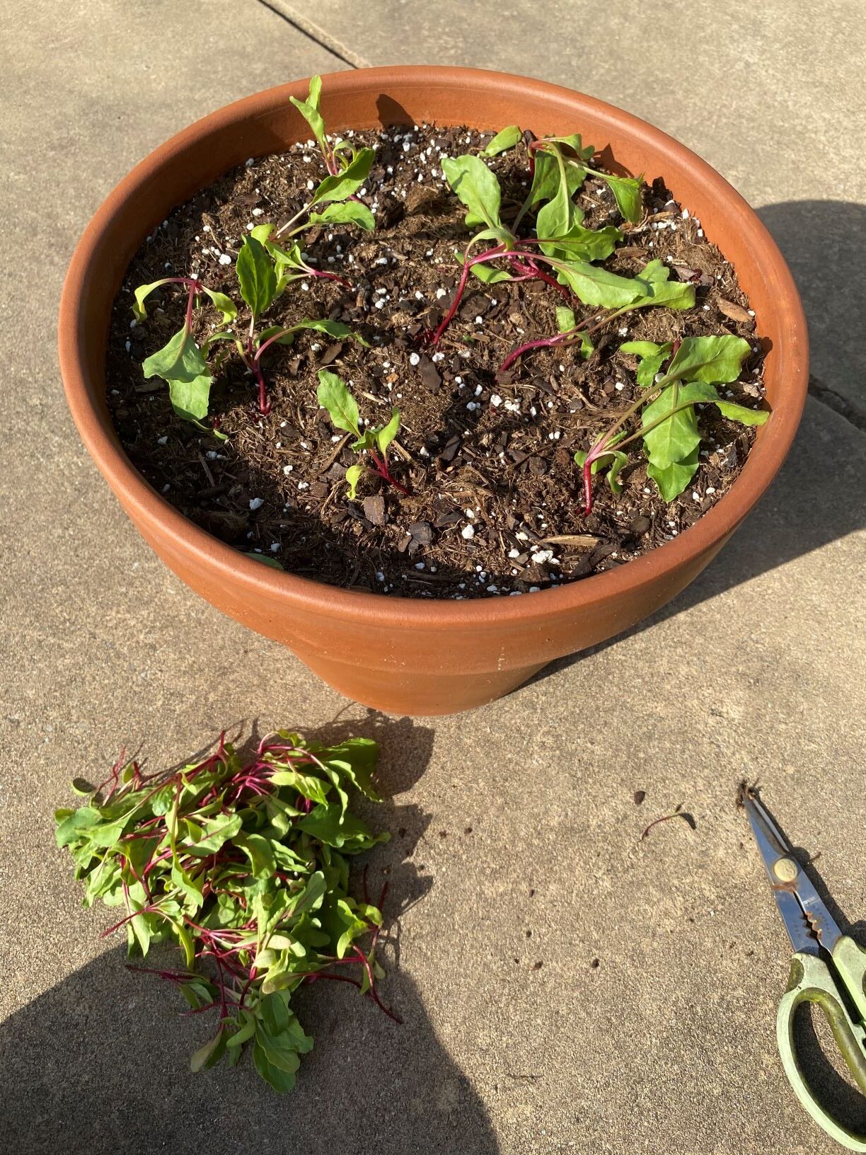 THINNING BEETS FOR THE FIRST TIME - The Garden Tots