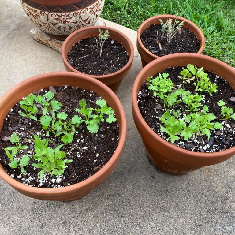 Healthy cilantro in containers
