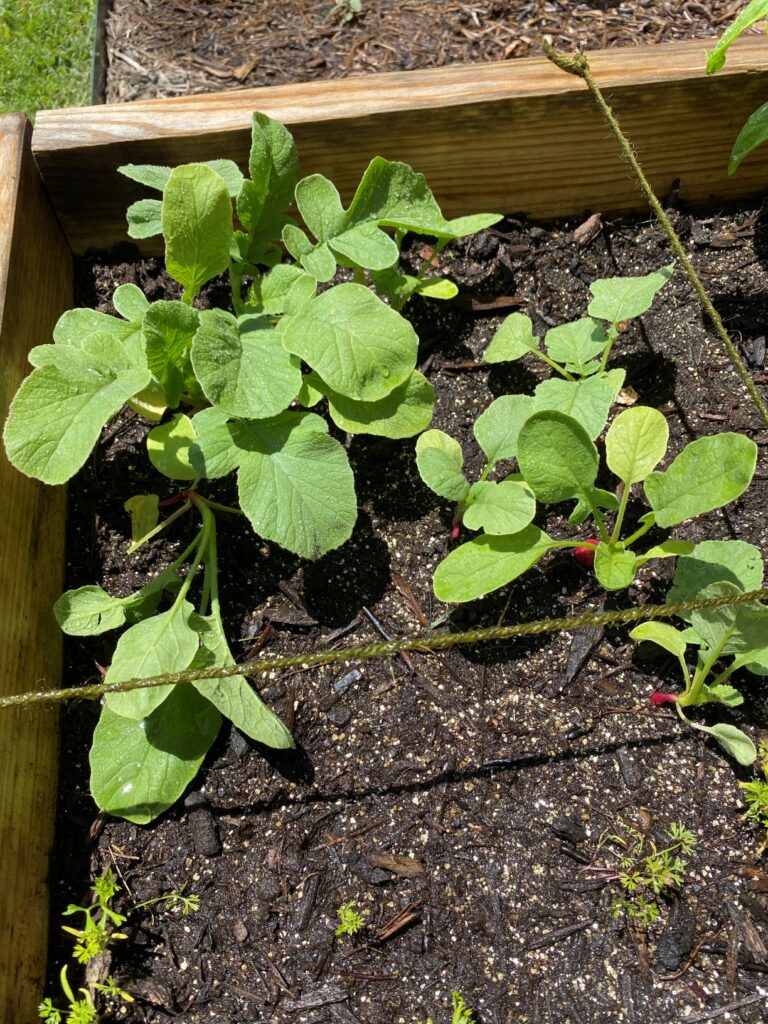 GROWING RADISHES FOR THE FIRST TIME - The Garden Tots