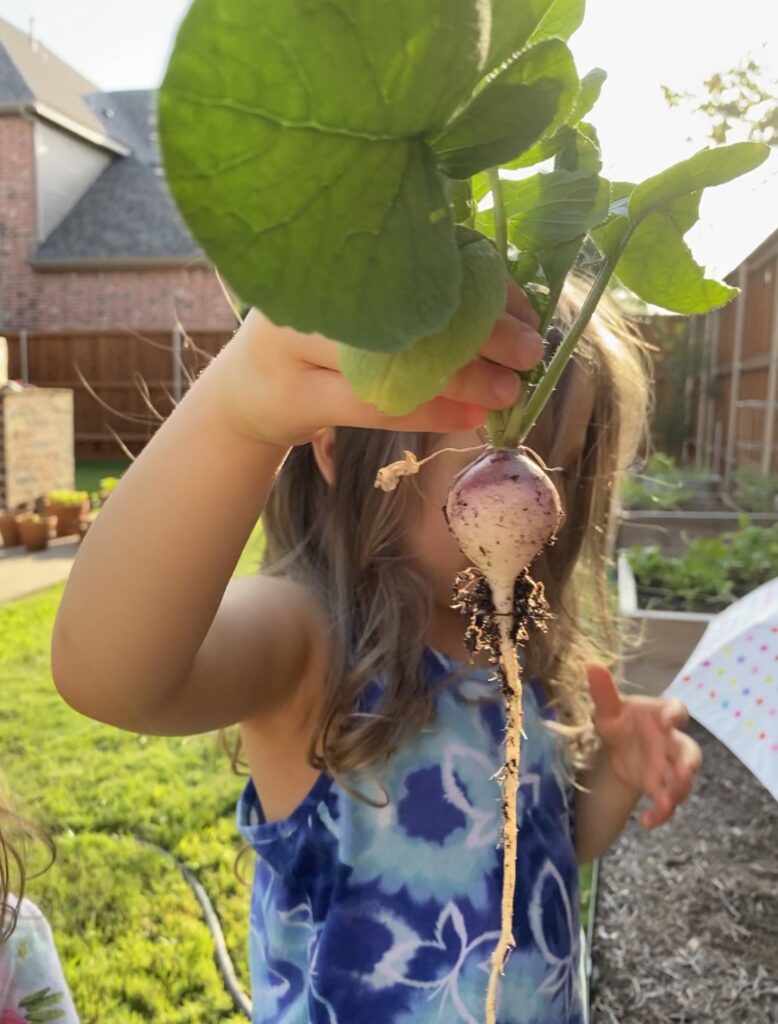Growing Radishes_Toddler harvesting radishes