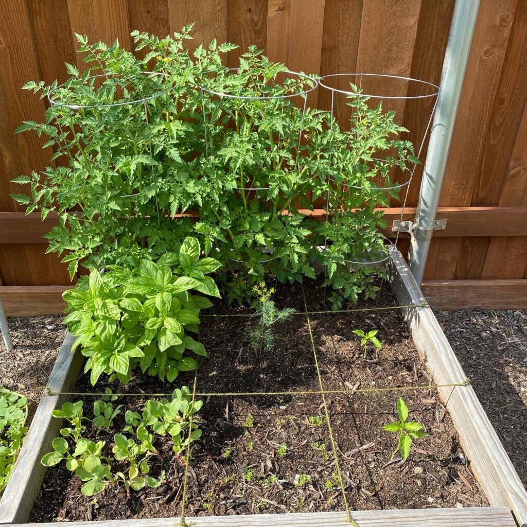 download pruning tomatoes for free