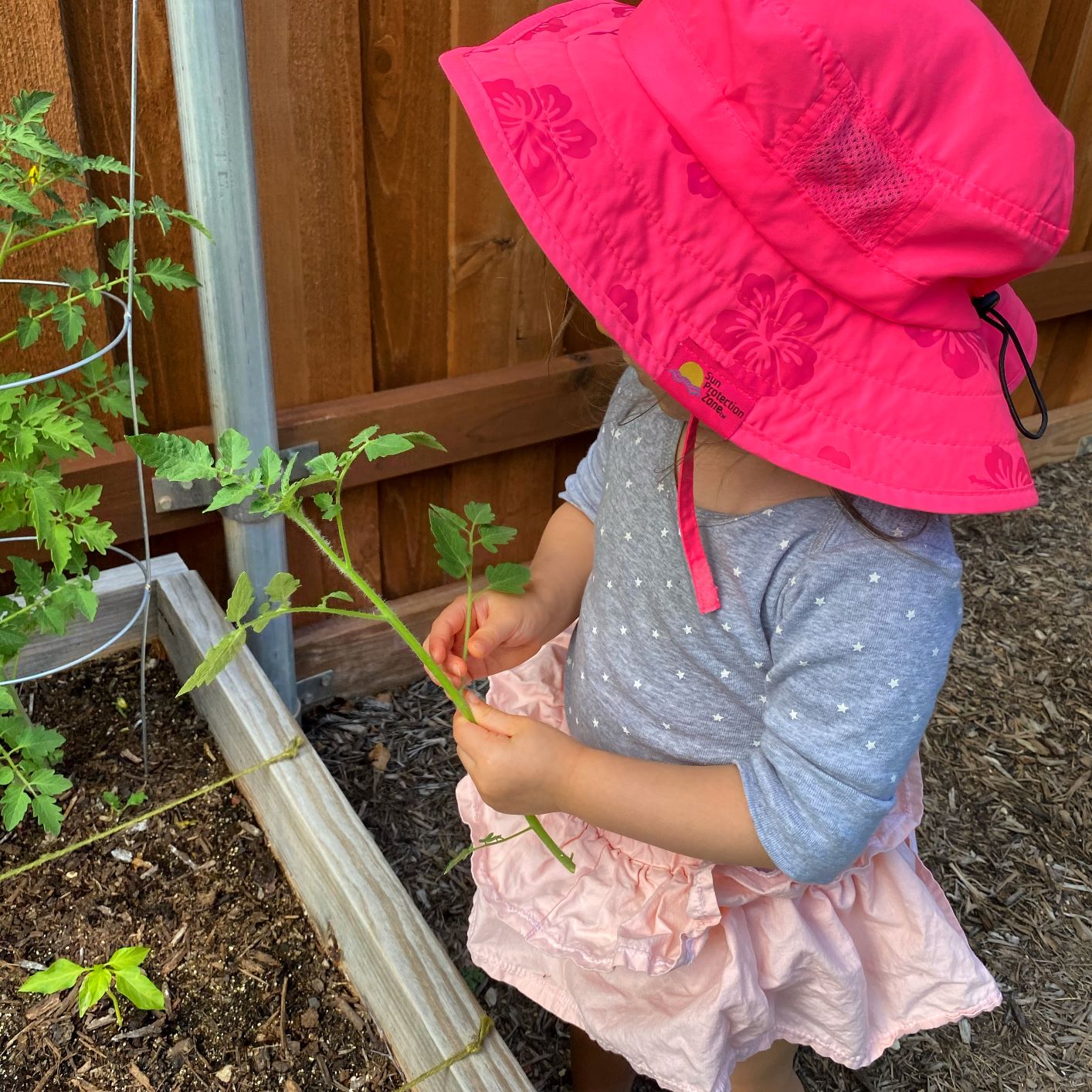 Pruning Tomatoes_Gardening with Kids