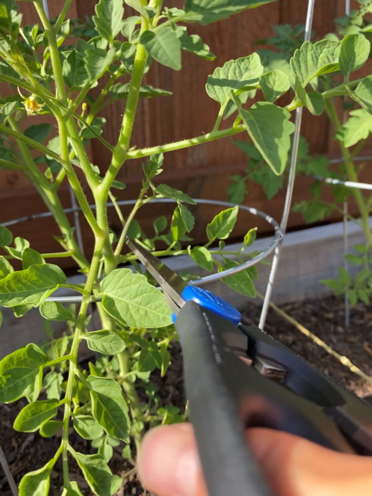 Pruning Tomatoes_Identify Suckers