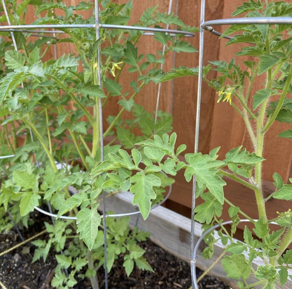 Pruning Tomatoes_Before