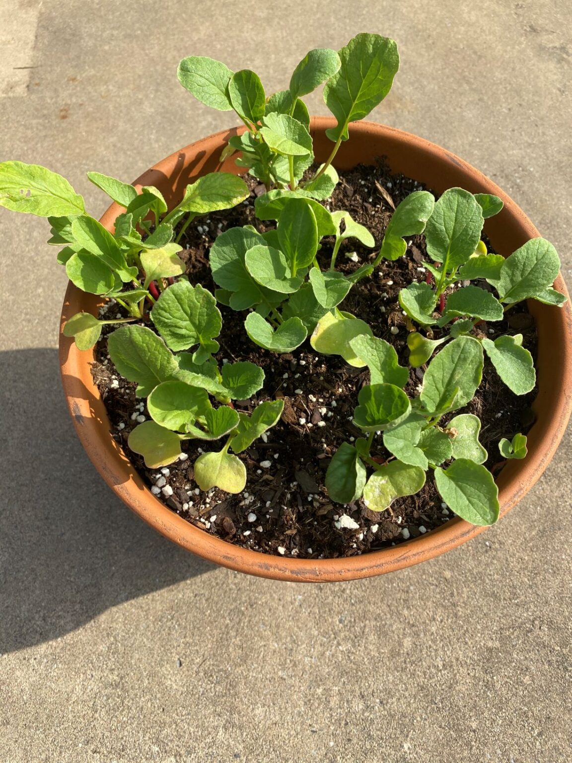 THINNING BEETS FOR THE FIRST TIME - The Garden Tots