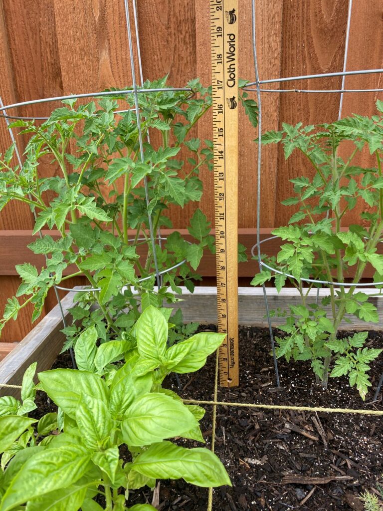 Square Foot Garden Tomatoes 1