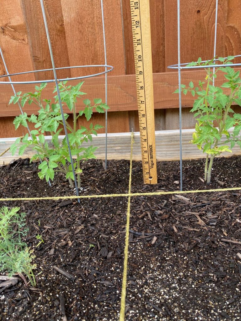 Square Foot Garden Tomatoes 2