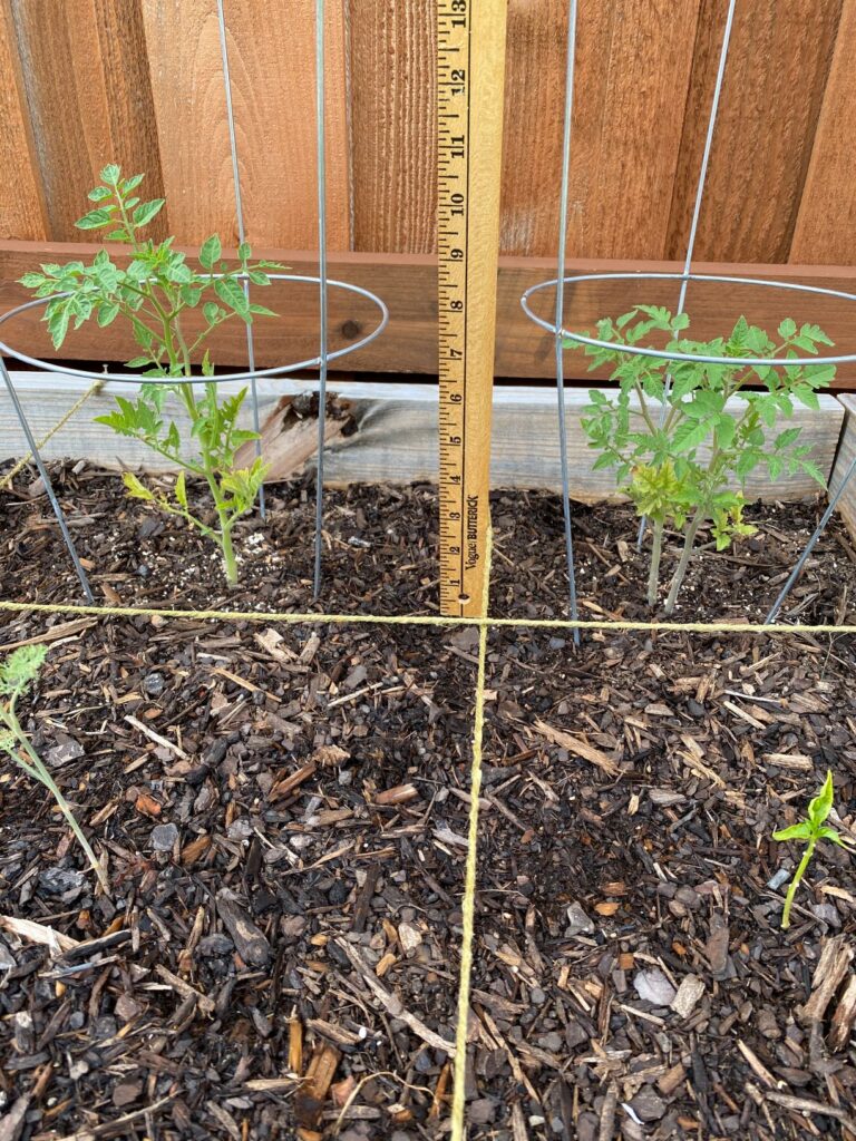 square foot garden_growing tomatoes 1