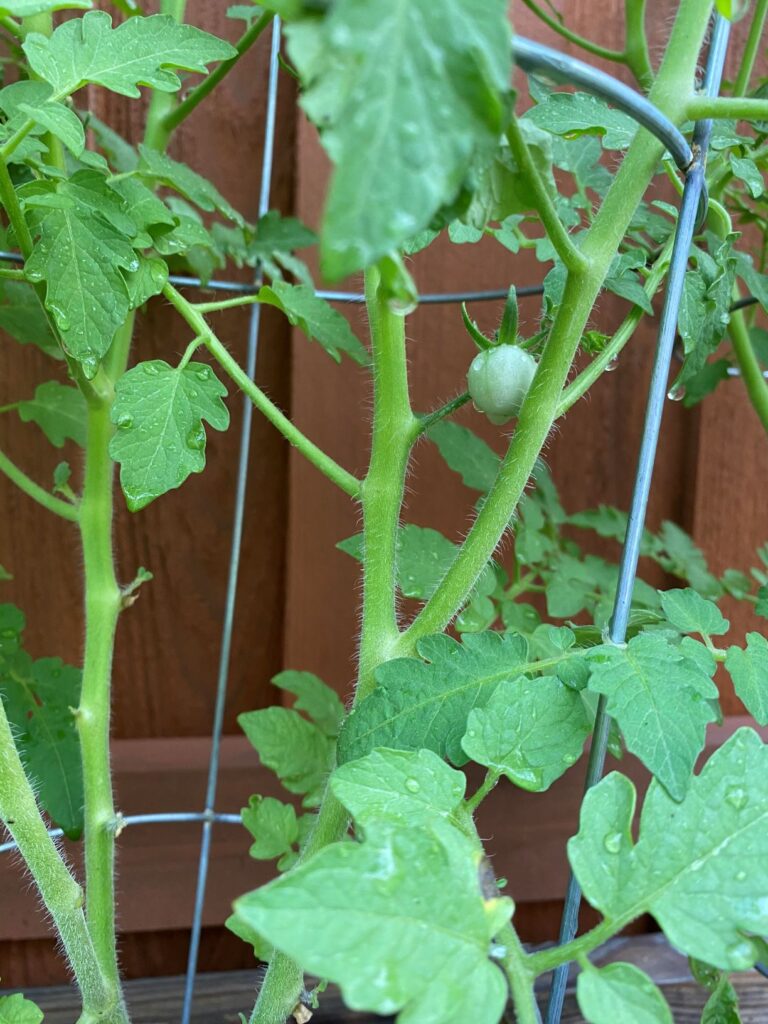 Baby Tomato_2