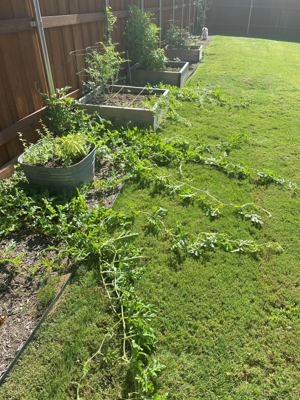 July Garden Update