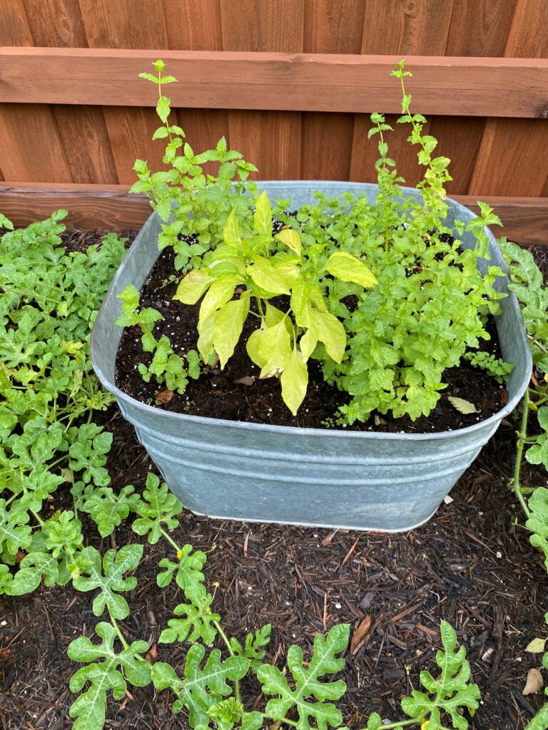 Mint In Container