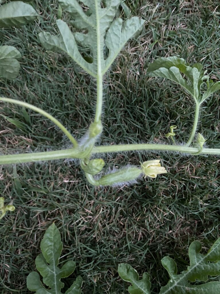 watermelon first fruit sighting