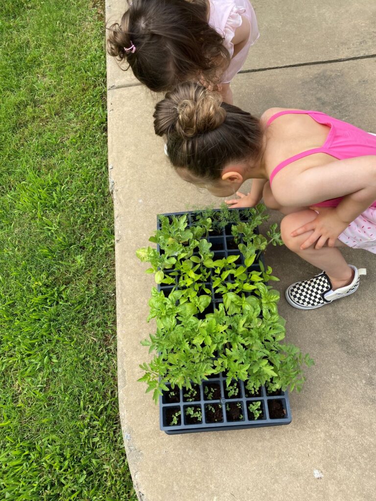 Toddler and Watermelon Seedling 2.1