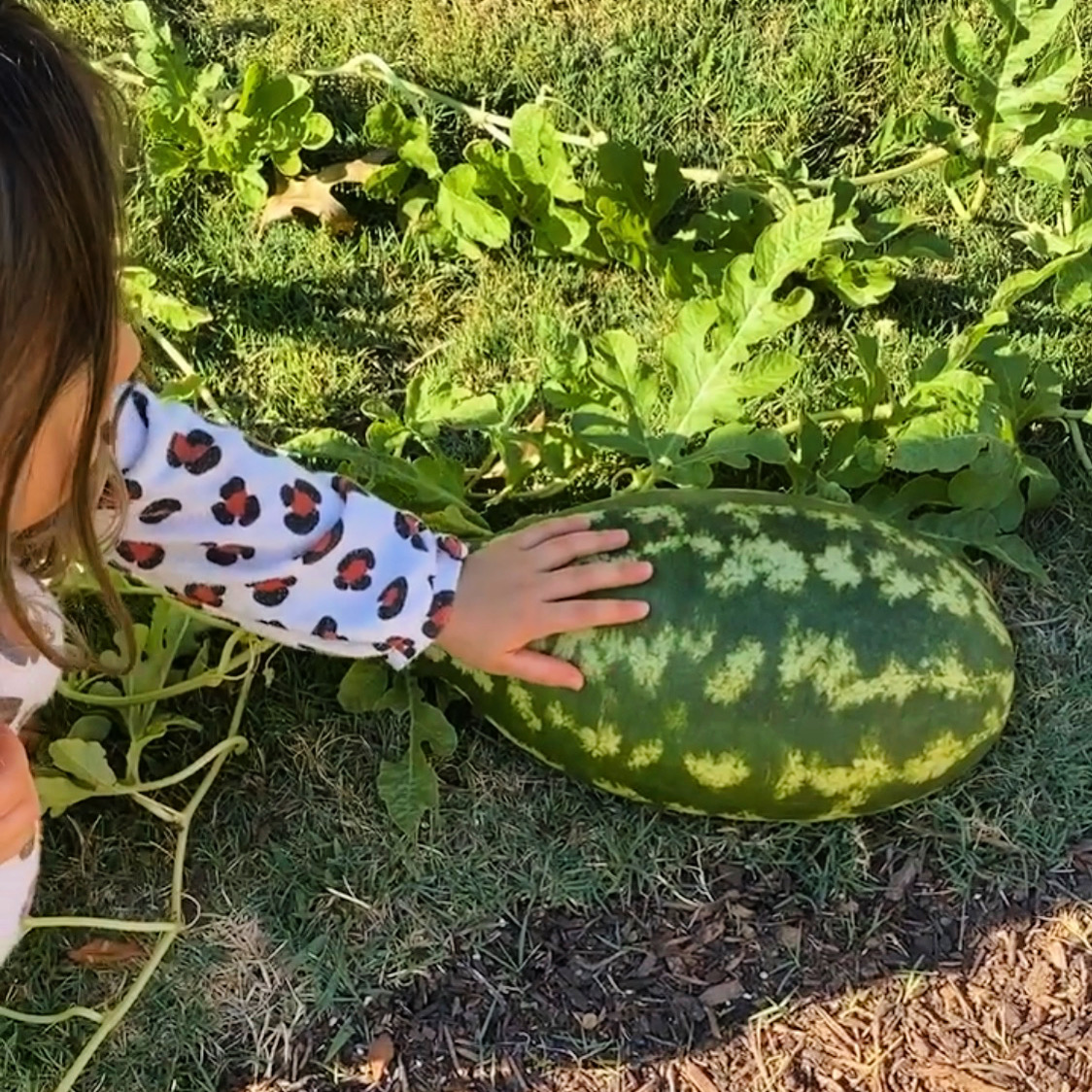 Growing Watermelon with Kids