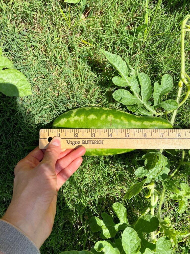 Watermelon Measurements 7.5 inches