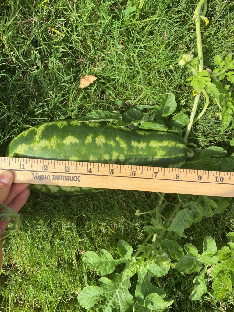 Watermelon Measurements 8.5 inches