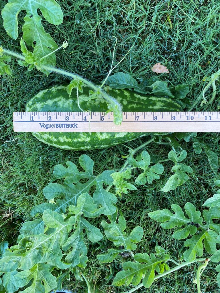 Watermelon Measurements 9.5 inches
