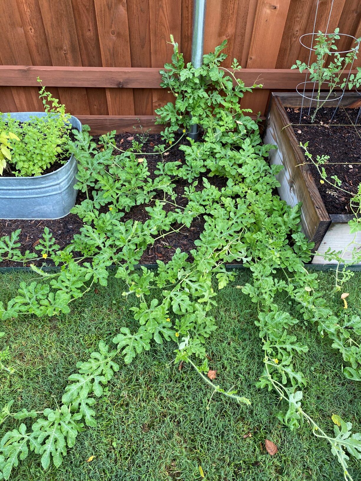 HARVESTING WATERMELON: 3 WAYS TO KNOW IT'S TIME - The Garden Tots