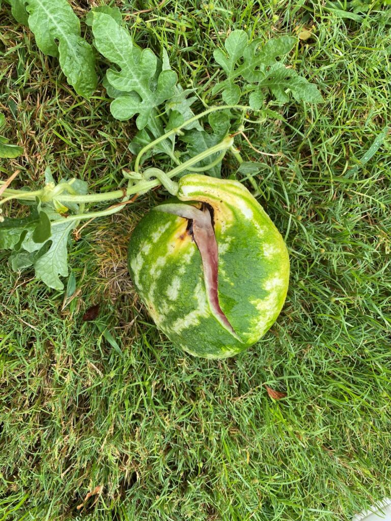 split watermelon