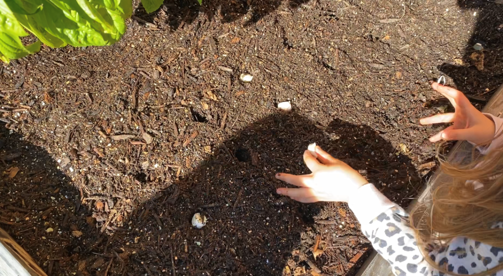 Toddler Planting Garlic_2