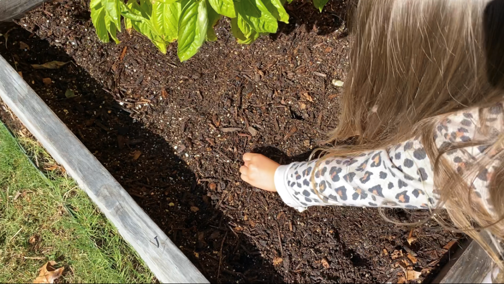 Toddler Planting Garlic_3