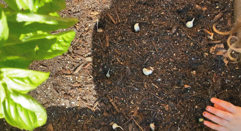 Toddler Planting Garlic_4