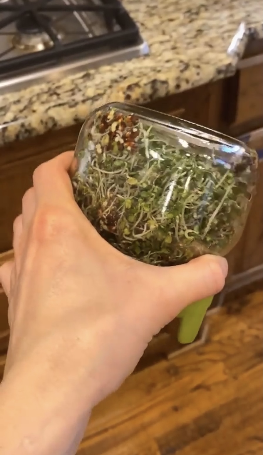 How To Grow Microgreens in a Mason Jar - The Garden Tots